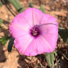 איתמר וסקר